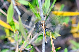Golden dragonfly