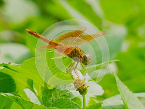 Golden dragonfly and green leaves