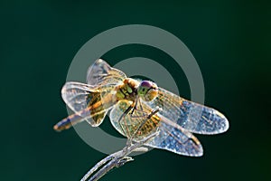 Golden dragonfly lands