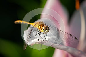 Golden Dragonfly (Libellula needhami) Rests on Lily