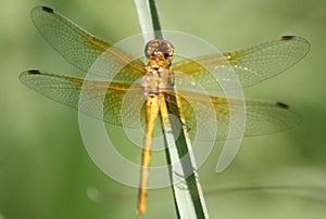 Golden Dragonfly resting on blade of grass, Brandon Riverbank Discovery Center