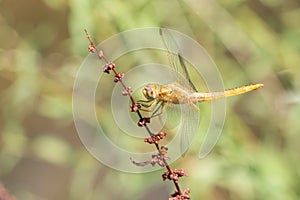 Golden dragonfly resting on a branch