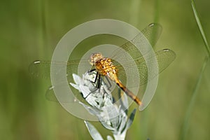 Golden Dragonfly resting on sage, Brandon Riverbank Discovery Center