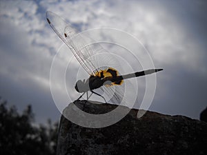 A golden dragonfly about to fly.