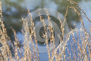 Golden Dried Alabama Swamp Grass