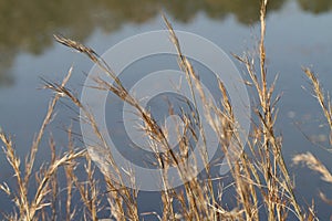 Golden Dried Alabama Swamp Grass