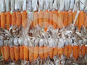 golden dried corns hanging in rows