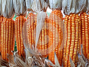 golden dried corns hanging in rows