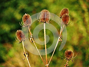 Teasel seed heads in autumn