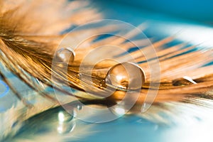 A golden drop on the feather. Golden feather of a bird on a blue background. Abstract background.