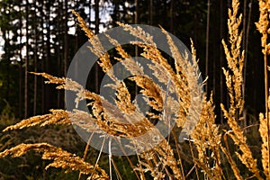 Golden droughty high grass in the middle of autumn forest in background