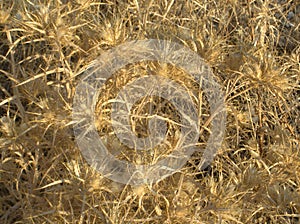 Golden dry bush with needles