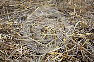 Golden dry hay, straw. Thatch texture