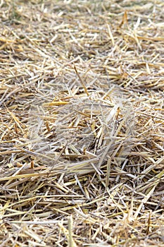 Golden dry hay, straw. Thatch texture