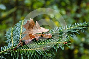 Golden dry leaf on a coniferous branch photo