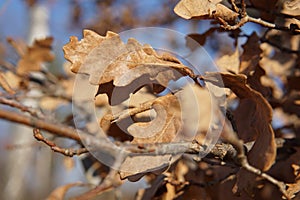 Golden dry oak leaves in the sun of late autumn evening