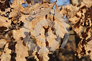 Golden dry oak leaves in the sun of late autumn evening