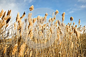 Golden dry straw plants called poaceae poales being moved by the wind on a blue sky as background photo