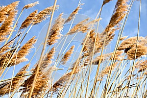 Golden dry straw plants called poaceae poales being moved by the wind on a blue sky as background