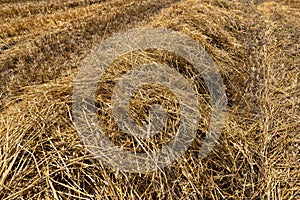 golden dry stubble on wheat in the field in summer