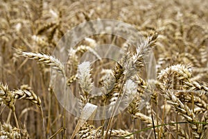 Golden and dry wheat field reader to harvest