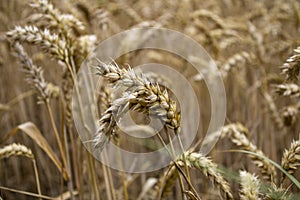 Golden and dry wheat field reader to harvest