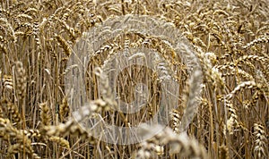 Golden and dry wheat field reader to harvest