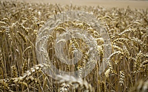 Golden and dry wheat field reader to harvest