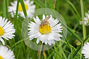 Golden Dung Fly on Daisy