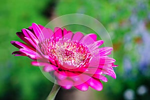 Golden Dust Elegance: Captivating Macro Photo of a Barbeton Daisy in All its Glory