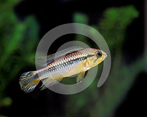 Golden Dwarf Cichlid, nannacara anomala, Aquarium Fish