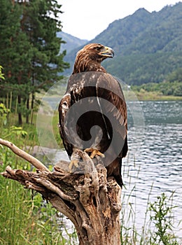 Golden eagle