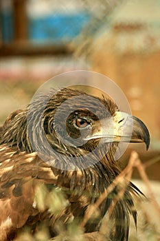 Golden eagle