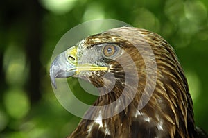 Golden Eagle