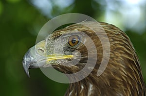 Golden Eagle