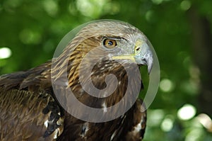 Golden Eagle