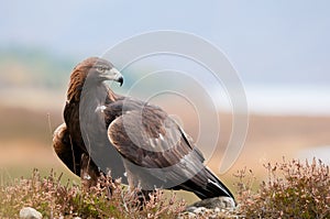 Golden Eagle