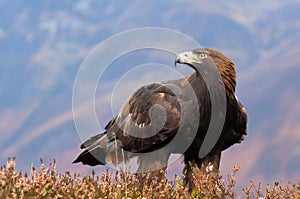 Golden Eagle photo