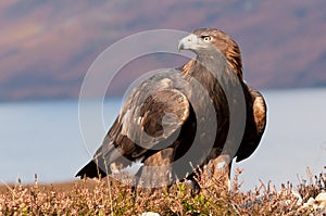 Golden Eagle