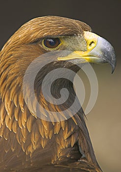 Golden Eagle