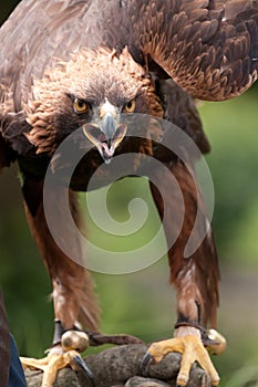 Golden Eagle