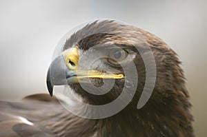 The Golden Eagle