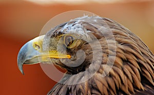 Golden eagle