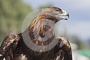 Golden Eagle