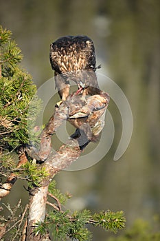 Golden Eagle