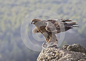 Golden Eagle