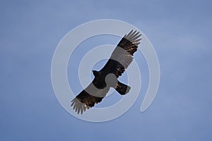 Golden eagle Alps Switzerland Aquila chrysaetos birds of prey Accipitridae