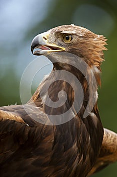 A Golden Eagle (Aquila chrysaetos)