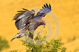 Golden Eagle, Aquila chrysaetos