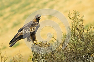 Golden Eagle, Aquila chrysaetos